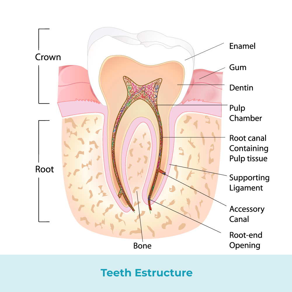 Teeth Estructure
