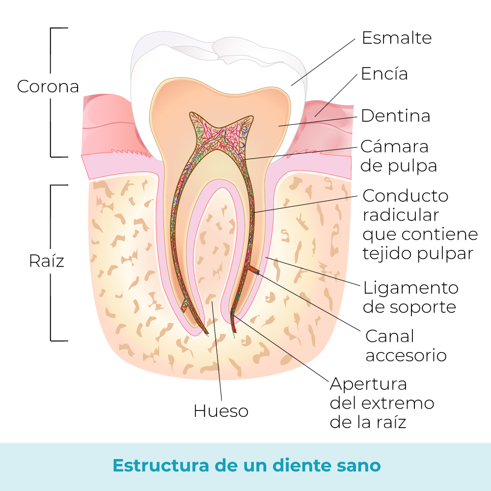 Estructura_diente-sano